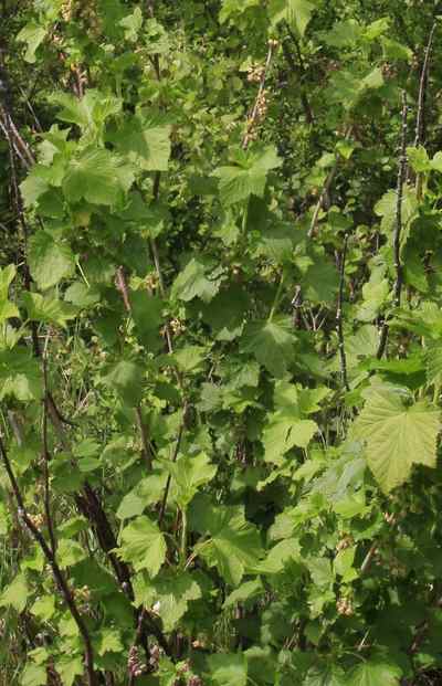 Ribes nigrum, Cassis