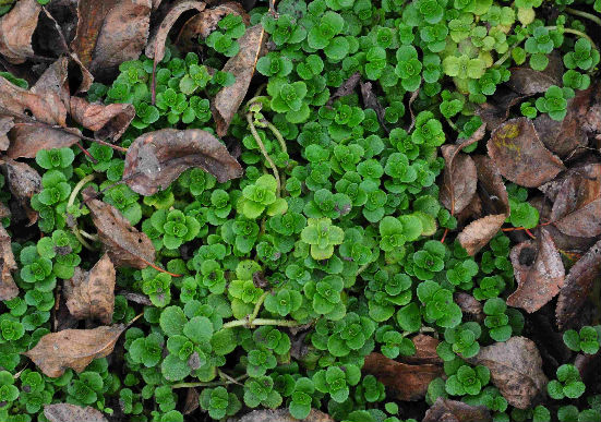 Chrysosplenium oppositifolium