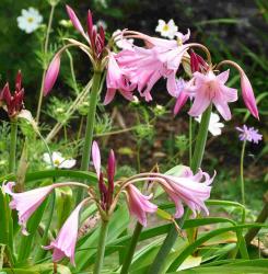 Crinum powellii