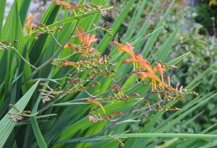 Crocosmia masoniorum Select