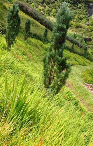 Crocosmia masoniorum Select