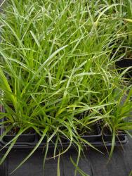 Carex de berge en variétés