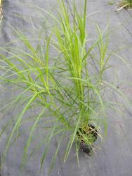 Carex muskingumensis