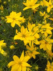 Coreopsis verticilliata