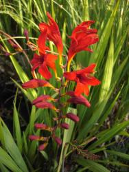 Crocosmia 'Lucifer'