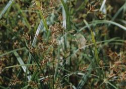 Cyperus longus