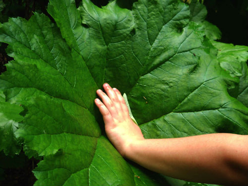 Darmera peltata (syn. Peltiphyllum peltatum)