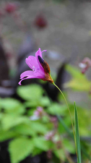 Dierama trichorhizum