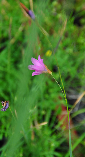 Dierama trichorhizum