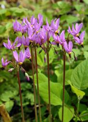 Dodecatheon maedia