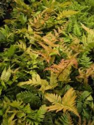 Dryopteris erythrosora