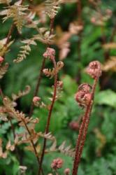 Dryopteris erythrosora