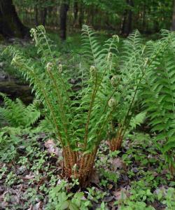 Dryopteris filix-mas