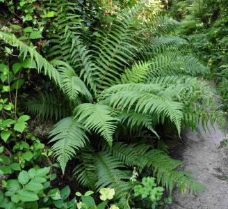 Dryopteris filix-mas