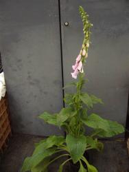 Digitalis purpurea