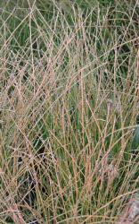 Equisetum variegatum