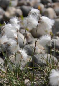 Eriophorum angustifolium