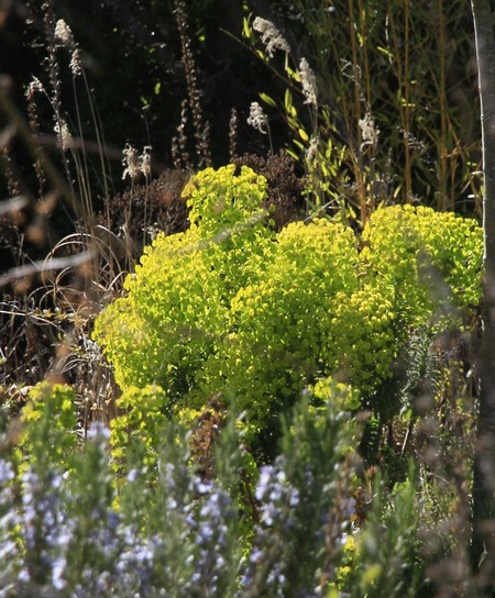 Euphorbia characias