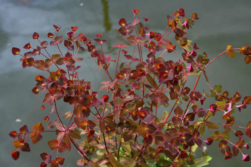 Euphorbia dulcis 'Chameleon'