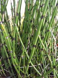 Equisetum hyemale