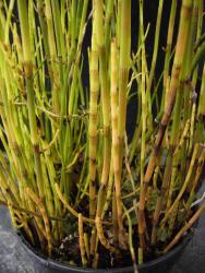 Equisetum fluviatile