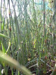 Equisetum japonicum