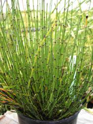 Equisetum variegatum