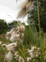 Eriophorum latifolium