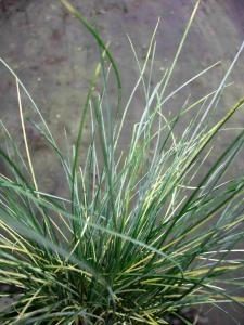 Festuca glauca