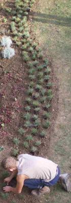 Plantation d'un massif de Festuca glauca