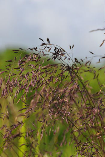 Festuca glauca 'Amnethyst'