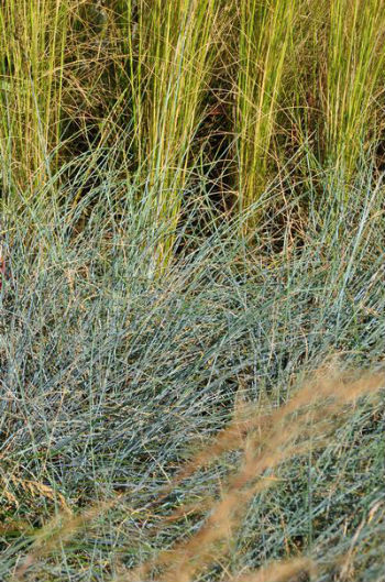 Festuca glauca 'Amnethyst'