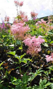 Filipendula rubra 'venusta'