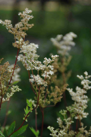 Filipendula ulmaria