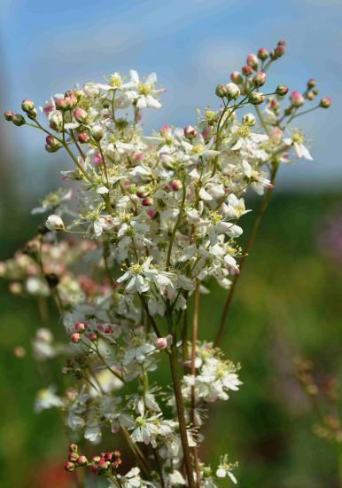 Filipendula vulgaris