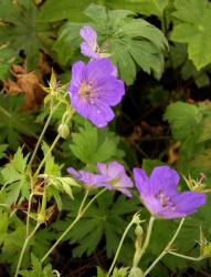 Geranium palustris