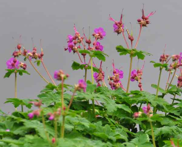 Geranium macrorrhyzum