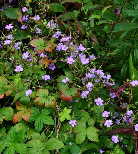 Geranium nodosum