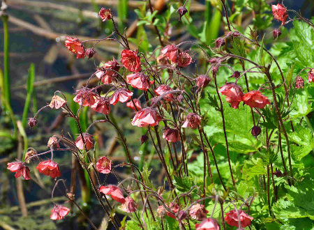 Geum rivale 'Leonard's variety'