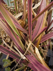 Glyceria maxima 'variegata'