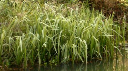 Glyceria maxima 'variegata'