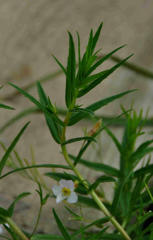 Gratiola officinalis