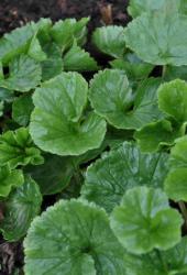 Gunnera magellanica