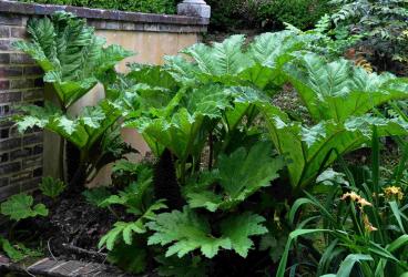 Gunnera tinctoria