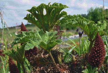 Gunnera tinctoria