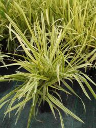 Glyceria maxima 'variegata'