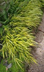 Hakonechloa macra 'aureola'