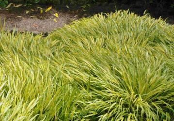 Hakonechloa macra 'aureola'