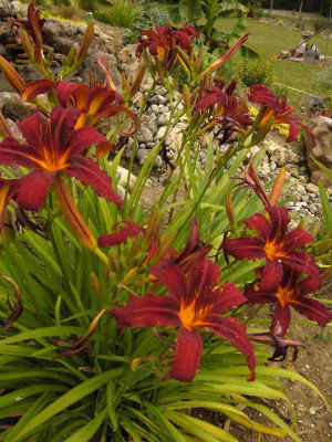 Hemerocallis Crimson glory