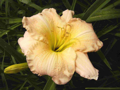 Hemerocallis Hazel Monette